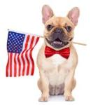 French bulldog holding U.S. flag with mouth